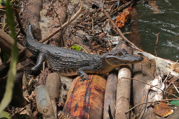 Spectacled Caiman (Caiman crocodilus) basking in the stream behind our accommodation.