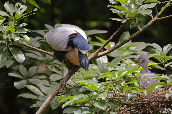 Boat-billed Heron (Cochlearius cochlearius) with chick.