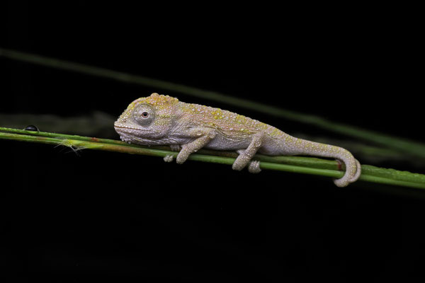 Emerald Dwarf Chameleon (Bradypodion sp. Emerald) juvenile