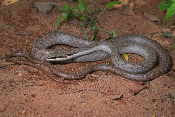 Southwestern Night Snake (Ithycyphus oursi) 