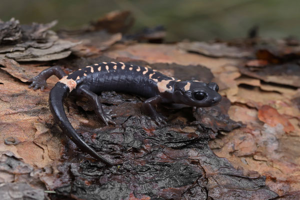 Cofre de Perote Salamander (Isthmura naucampatepetl) 