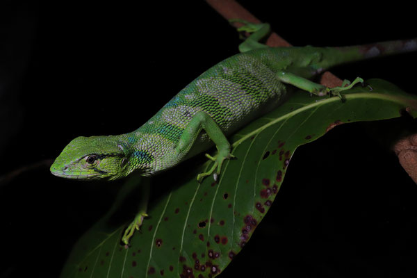 Canopy Lizard (Polychrus gutturosus)