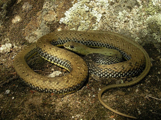Montpellier Snake (Malpolon monspessulanus) male, Sistema Central, Spain, August 2013