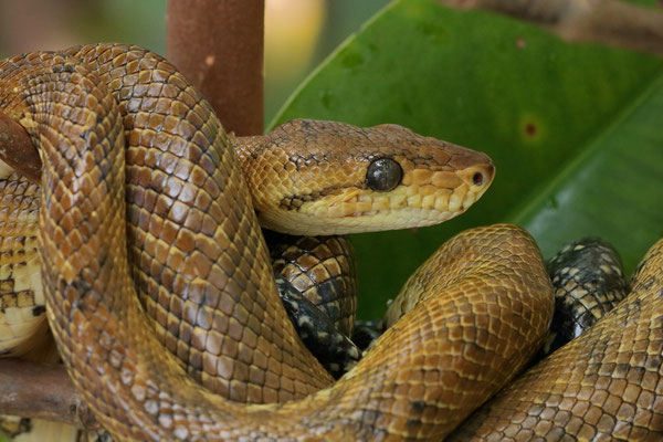 Pacific Tree Boa (Corallus ruschenbergerii)