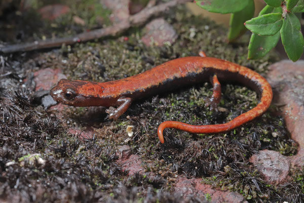 Montane Webfoot Salamander (Bolitoglossa subpalmata)