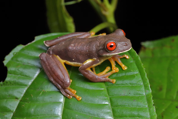 Legler's Tree Frog (Duellmanohyla legleri)