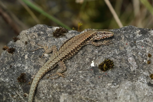 Common Wall Lizard (Podarcis muralis)