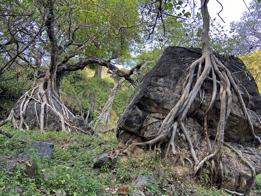 More roots of the Banyan (Ficus benghalensis)