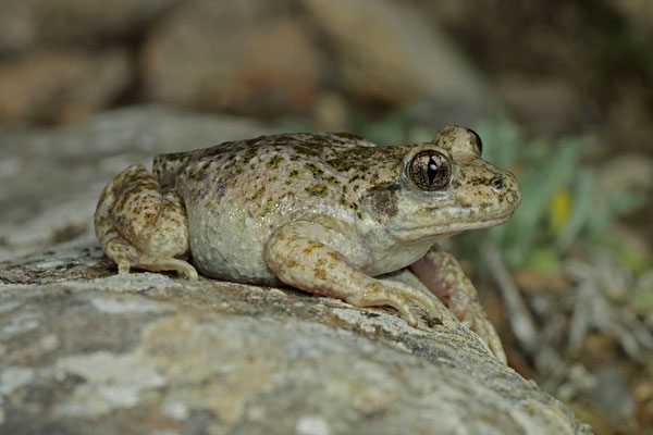 Betic Midwife Toad (Alytes dickhilleni)