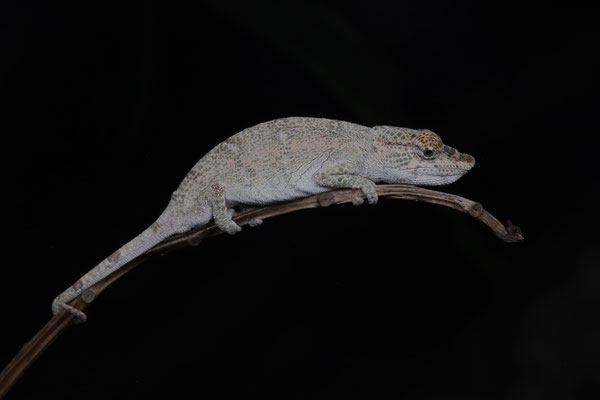 Vohibola Forest Chameleon (Calumma vohibola) 