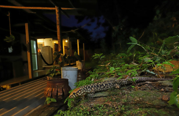 Smith's Tropical Night Lizard (Lepidophyma smithii) in habitat.