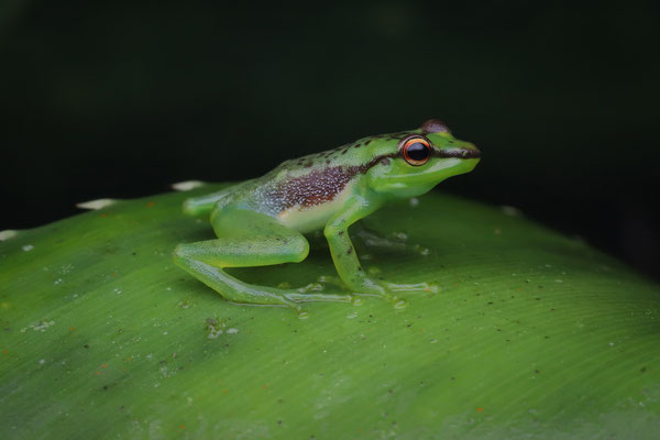 Beautiful Pandanus Frog (Guibemantis pulcher) 