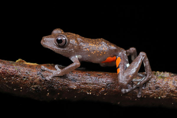 Coral-spotted Rain Frog (Pristimantis altae)