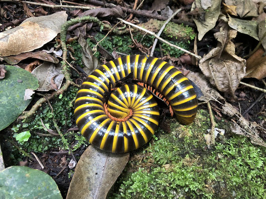 Beautiful millipede.