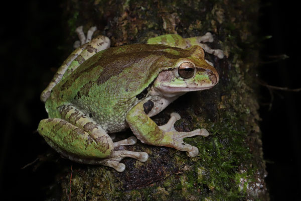 Common Mexican Treefrog (Smilisca baudinii)