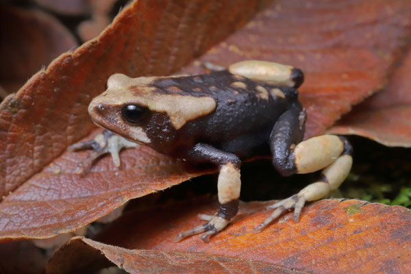 Robust Viviparous Toad (Nectophrynoides viviparus) 