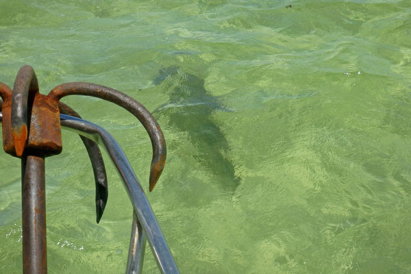 Blacktip Reef Sharks (Carcharhinus melanopterus) from the boat.