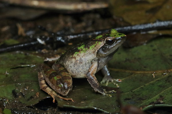 Ridged Puddle Frog (Phrynobatrachus plicatus)