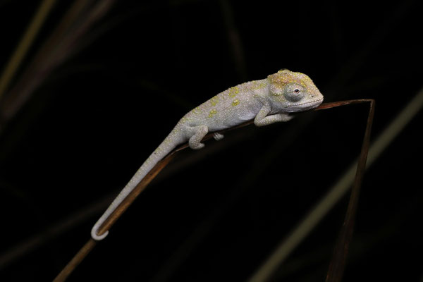 Emerald Dwarf Chameleon (Bradypodion sp. Emerald) juvenile