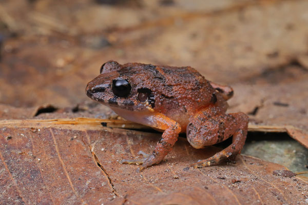 Coastal Plain Litter Frog (Craugastor polyptychus)