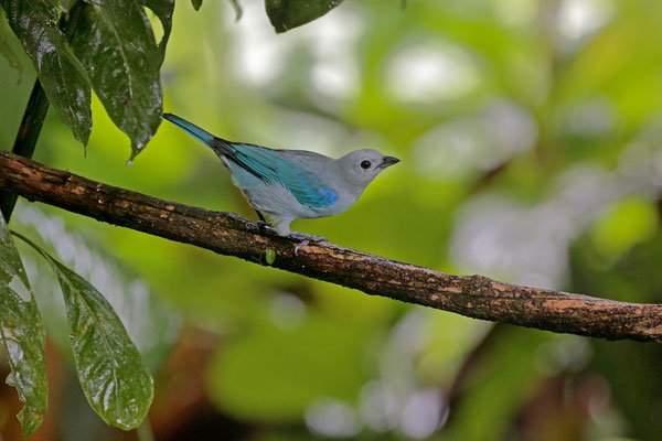 Blue-gray Tanager (Thraupis episcopus)