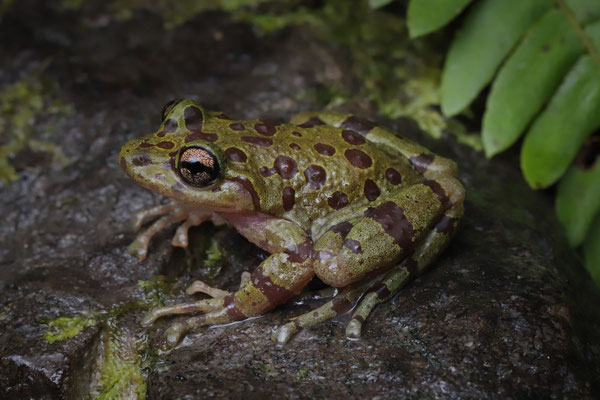 Eastern Ghost Frog (Heleophryne orientalis) 