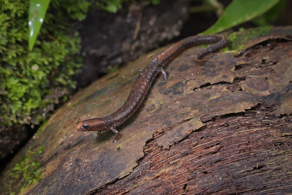 Maritime Worm Salamander (Oedipina maritima)