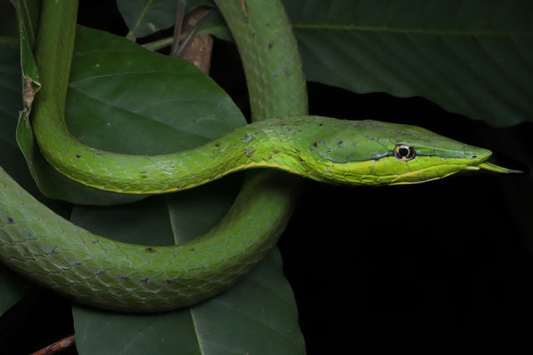 This massive Green Vine Snake (Oxybelis fulgidus) measured over 2 meters long.