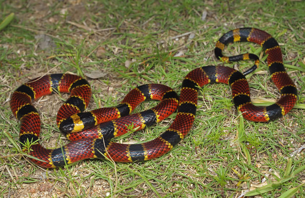 Variable Coral Snake (Micrurus diastema) 