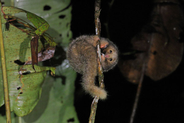 Silky Anteater (Cyclopes dorsalis)
