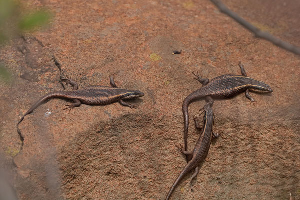Speckled Rock Skinks (Trachylepis punctatissima)