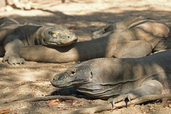 Three Komodo Dragons (Varanus komodoensis) resting in the shade.