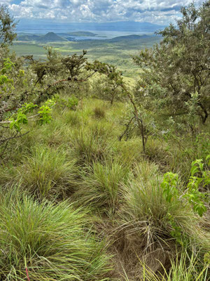 Habitat of Side-striped Chameleon, East African Highland Grass Lizard, Grass Skink and Kenya Horned Viper.