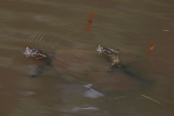 Nicaraguan Sliders (Trachemys grayi) sexy time