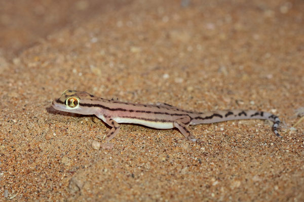 Sharqiyah Sand Gecko (Trigonodactylus sharqiyahensis)