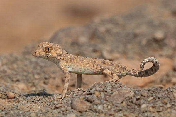 Dry gravel plains near the coast are home to the inquisitive Carter's Rock Gecko (Pristurus carteri).