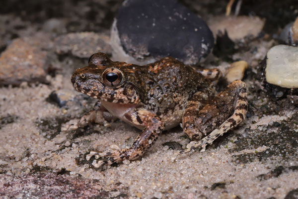 Kintana Madagascar Frog (Gephyromantis kintana)