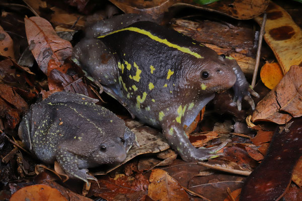 Mexican Burrowing Toad (Rhinophrynus dorsalis) become more bright and contrasty with age.