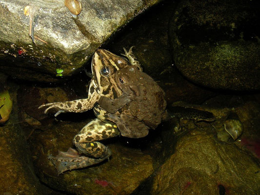 An amplexus between Common Toad (Bufo bufo) and Water Frog (Pelophylax sp.) with a Smooth Newt (Lissotriton vulgaris) as observant.