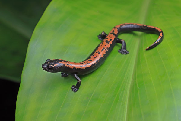 Broadfoot Mushroomtongue Salamander (Bolitoglossa platydactyla)