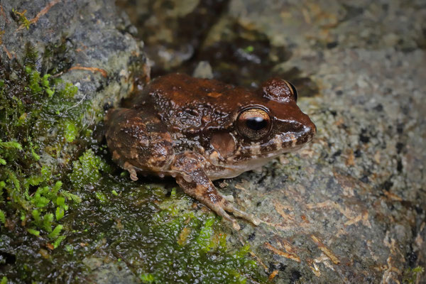 Subadult Rugulose Rainfrog (Craugastor rugulosus)