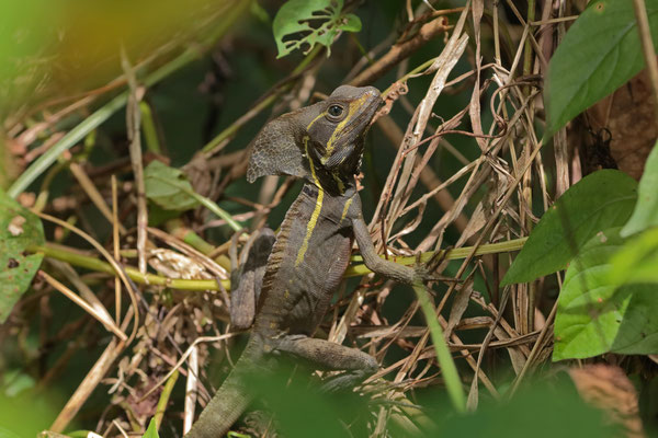 Striped Basilisk (Basiliscus vittatus) male