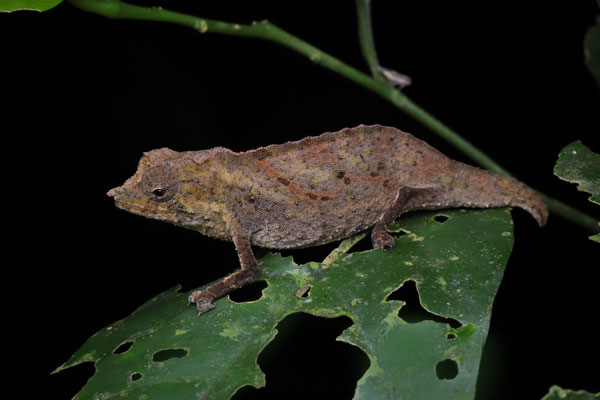 Wayne's Pygmy Chameleon (Rhampholeon waynelotteri)