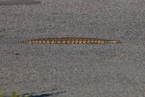 Puff Adder (Bitis arietans)