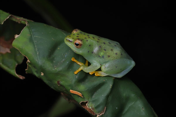 Water Lily Reed Frog (Hyperolius pusillus) 