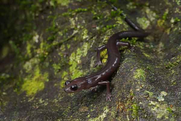 Black Jumping Salamander (Ixalotriton niger) 