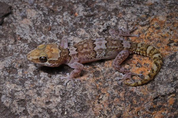 Kirindy Leaf-toed Gecko (Paroedura rennerae)