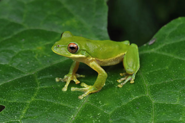 Small-eared Tree Frog (Rheohyla miotympanum) 