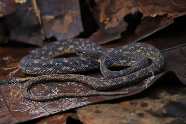 Rough Coffee Snake (Nothopsis rugosus)