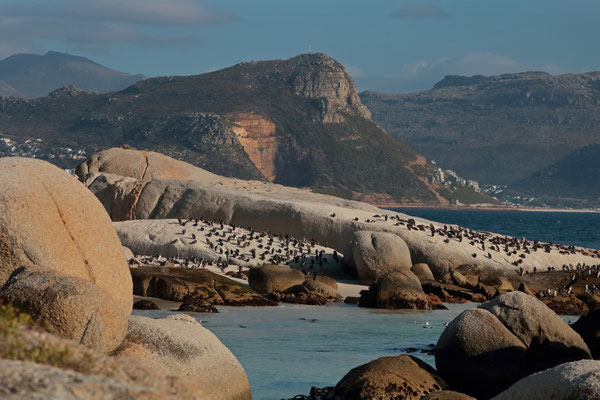 African Penguins (Spheniscus demersus)